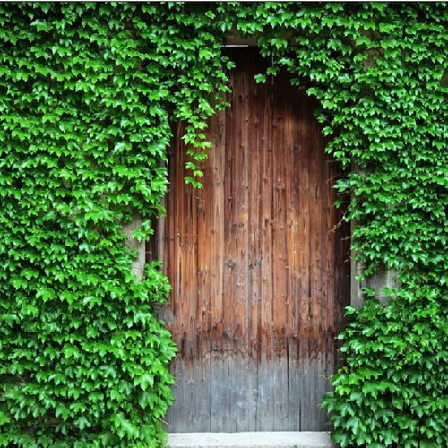 Parthenocissus Tricuspidata climbing plant seeds, pack of 25