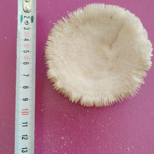 Coral new