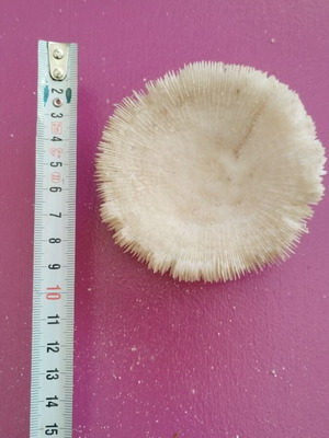 Coral new