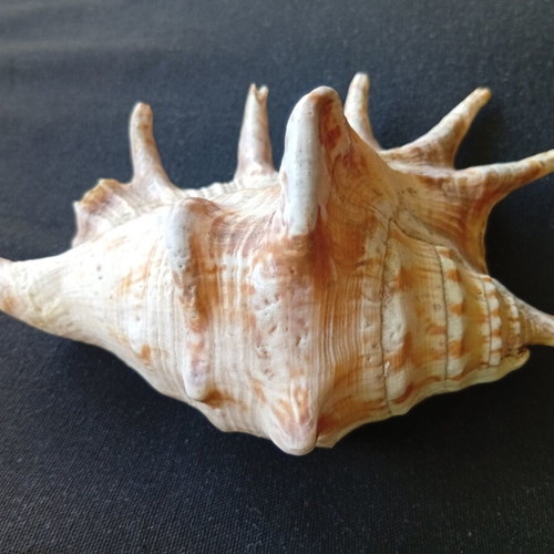 Spider conch shell 14.5 cm