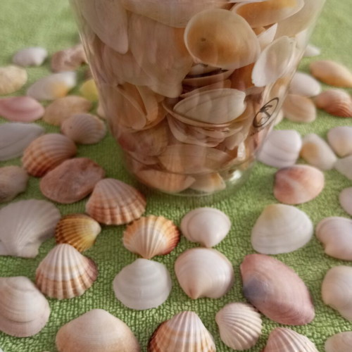 Rare collectible natural seashells like new for decoration and crafts