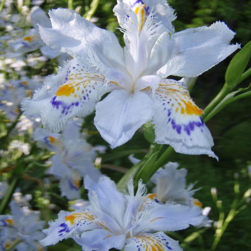 Iris Japonica flower seeds, pack of 25, exotic perennial plant