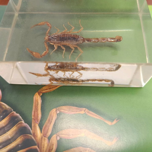 Real insects used, in very good condition