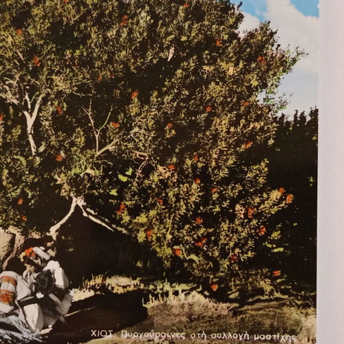 Postcard Chios Pyrgousaines in the Mastic Collection used, color