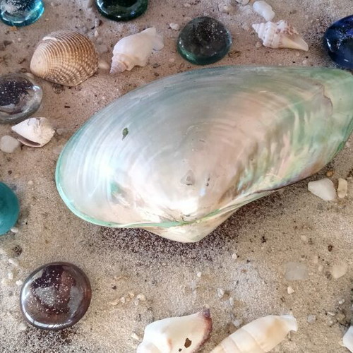 Mother of Pearl Collectible Freshwater Mussel Shell new, 6cm
