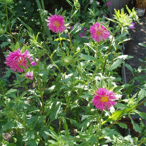 Callistephus Chinensis flower seeds, colorful mix, 25 pcs
