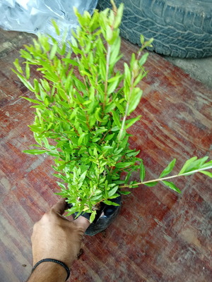 Pomegranate Persin plant new