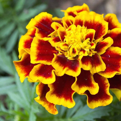Tagetes marigold seeds large flowers yellow orange