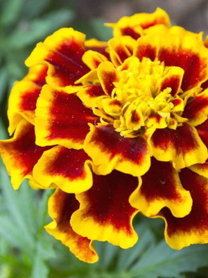 Tagetes marigold seeds large flowers yellow orange