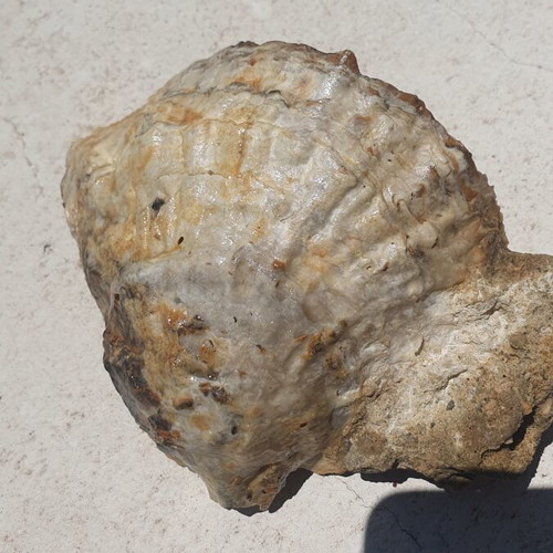 Rare Fossilized Ostrea Oyster From Attica