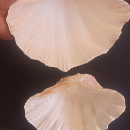 Set of 2 Decorative Natural Seashells Hippopus hippopus like new