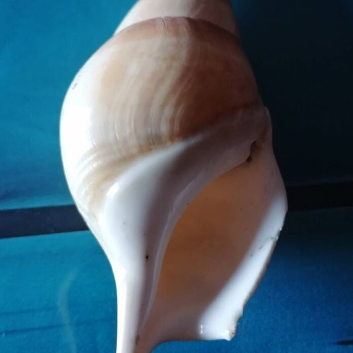 Medium Seashell #2 like new