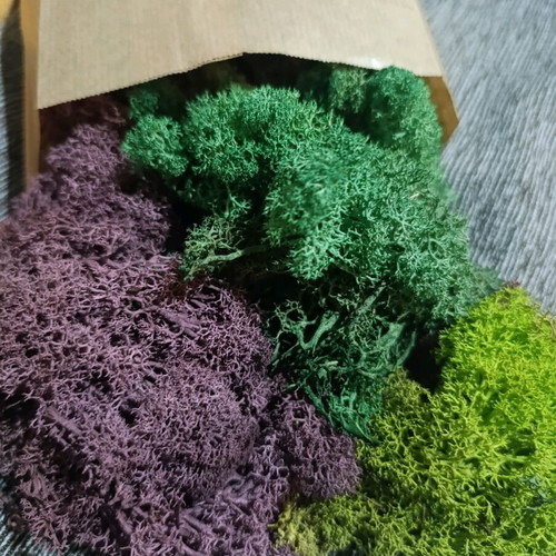 Decorative moss new, ideal for terrariums and DIY projects