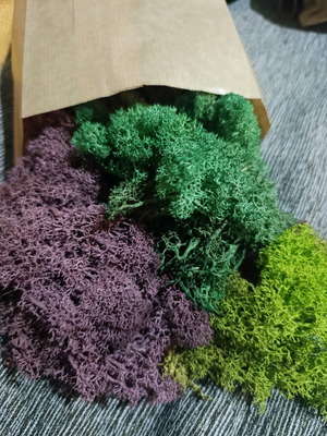 Decorative moss new, ideal for terrariums and DIY projects
