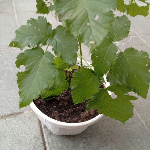 Raspberry plant new, thorny with large red raspberries