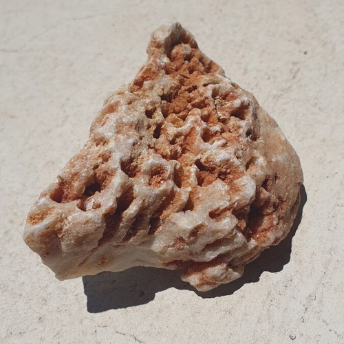 Fossilized coral from Northern Evros new, in box