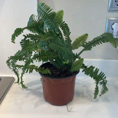 Fern plant for indoor or outdoor use, new