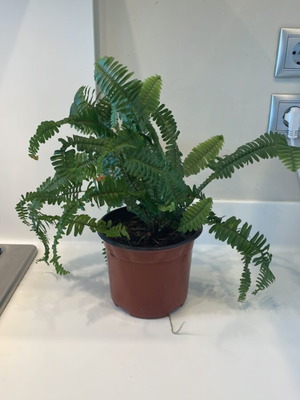 Fern plant for indoor or outdoor use, new