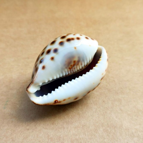 Natural Cypraea Tigris shell 7 cm like new