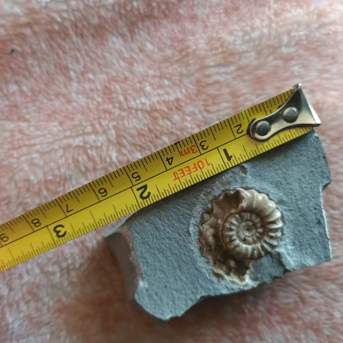 Fossil shell used on shale stone