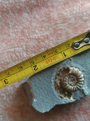 Fossil shell used on shale stone