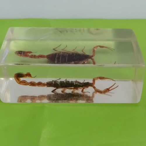 Scorpion in resin glass collectible used