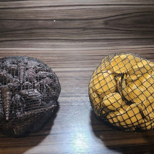 Large natural decorative seashells set with net