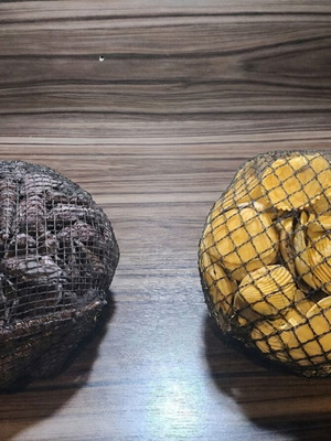 Large natural decorative seashells set with net