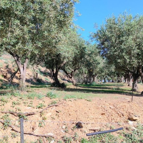 Οικόπεδο 4.047 τ.μ. γωνιακό με ελαιόδεντρα και γεώτρηση στις Νέες Παγάσες