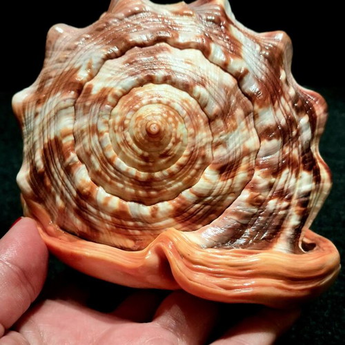 Cypraecassis rufa shell new, tropical bullmouth cameo specimen