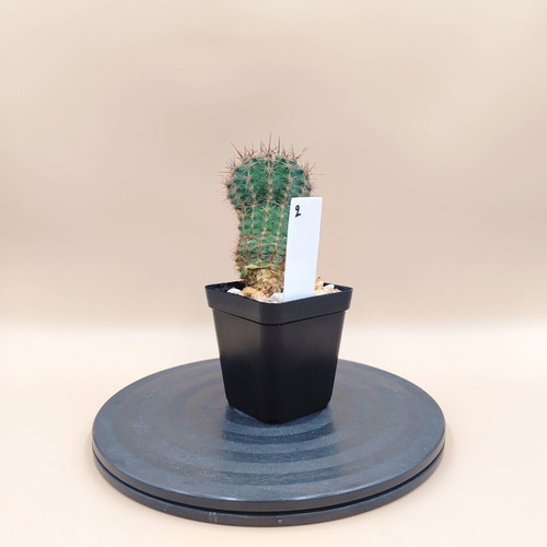 Echinopsis cactus in plastic pot, mini plant