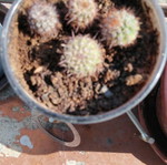 Σετ 4 μικροί σφαιρικοί κάκτοι Echinopsis με πυκνές αγκαθιές σε διακοσμητική γλάστρα
