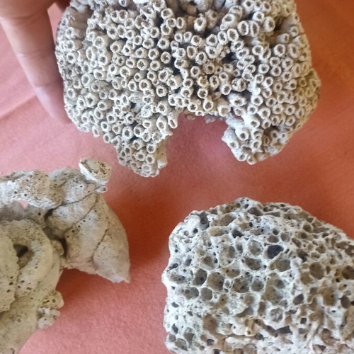 Set of 3 Authentic Marine Decor Corals