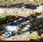 Emegencry Backpack Kit 30L Horse Tactical new