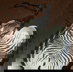 Γυαλια ηλιου roberto cavalli