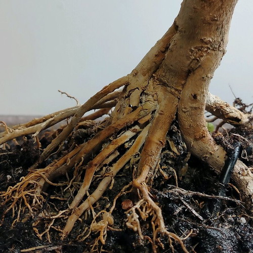 Bonsai Ligustrum 10 Years Old in Handmade Ecological Pot new