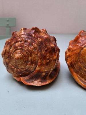 Shells used, set of four pieces