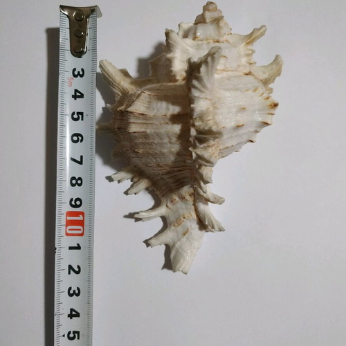 Murex Chicoreus shell like new, 12 cm length
