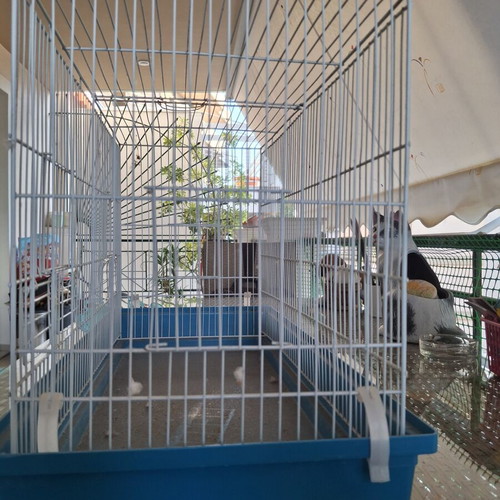 Birdcage for parakeets or small birds