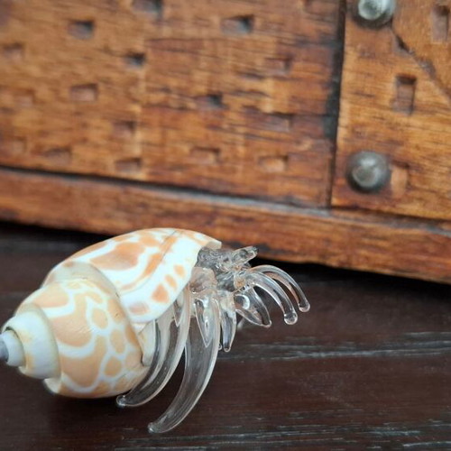 Decorative collection of real shells with crystal new