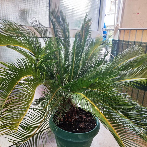 Cycas plant 20 years old, new, slow growing for balcony and garden