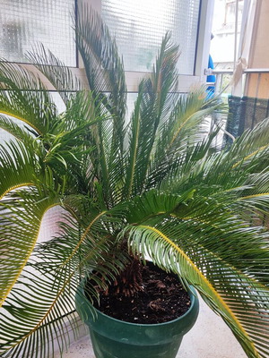 Cycas plant 20 years old, new, slow growing for balcony and garden