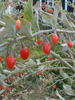 Σπόροι Goji Berry Lycium Barbarum superfood πακέτο 50 σαν καινούργιο