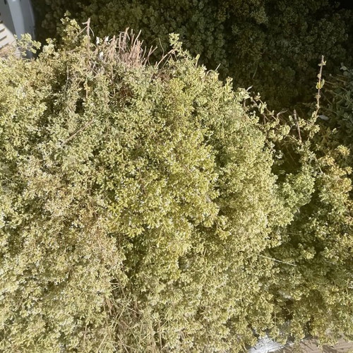 ORGANIC OREGANO 60gr GREEK fresh