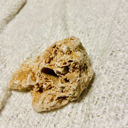 Coral fossil new, thousands of years old for collectors