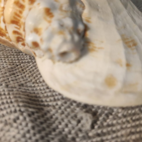 Strombidae seashell used with minor breaks, 15x12x7cm