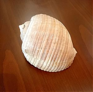 ΚΟΧΥΛΙ large sea shell large natural mussel
