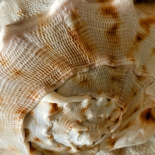 3 Large shells. (1) basil. AUTHENTIC