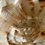 3 Large shells. (1) basil. AUTHENTIC