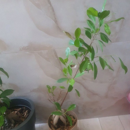 Bonsai indoor plant new